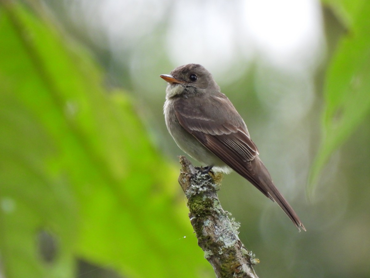 Eastern Wood-Pewee - ML624545932