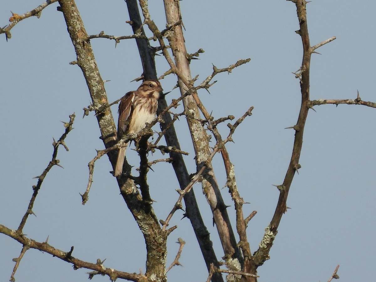 Song Sparrow - ML624545933