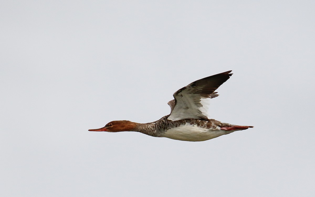 Red-breasted Merganser - ML624545938