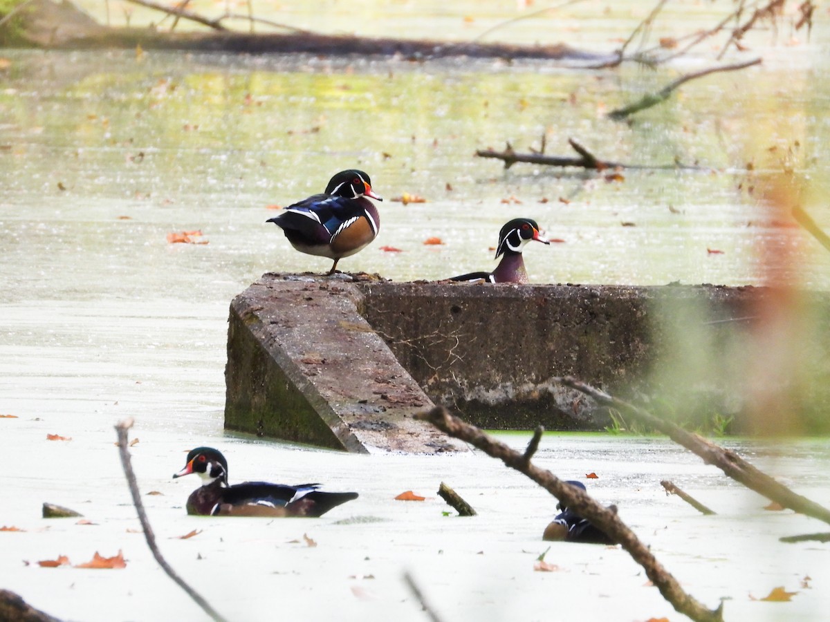 Wood Duck - ML624545939