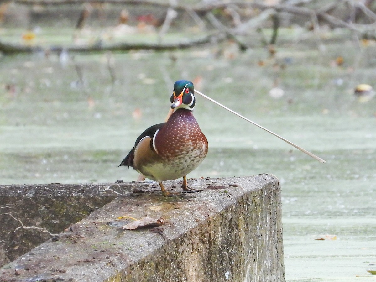 Wood Duck - ML624545940