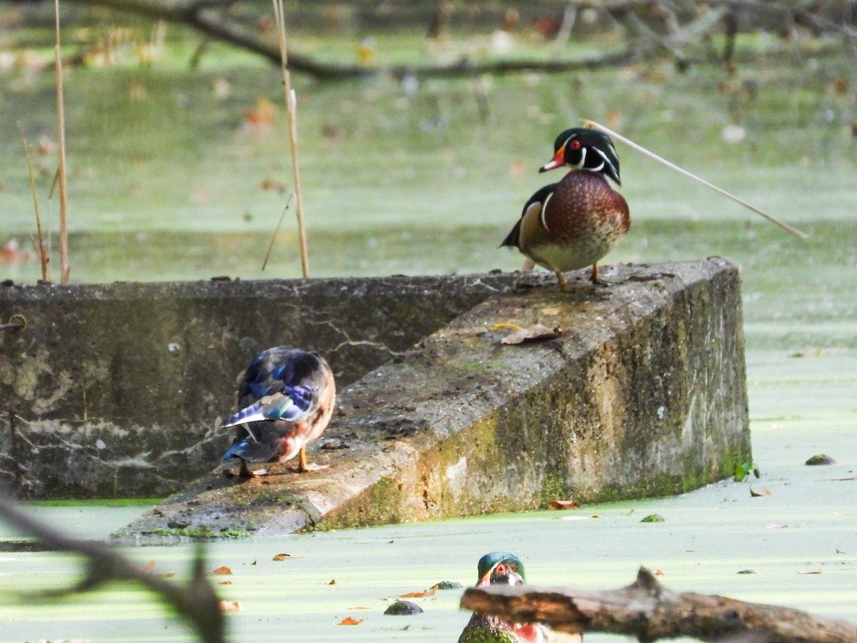 Wood Duck - ML624545941