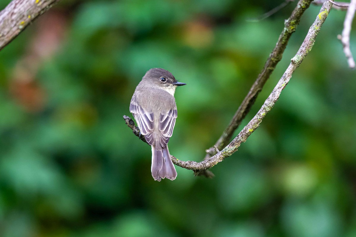 Eastern Wood-Pewee - ML624545942