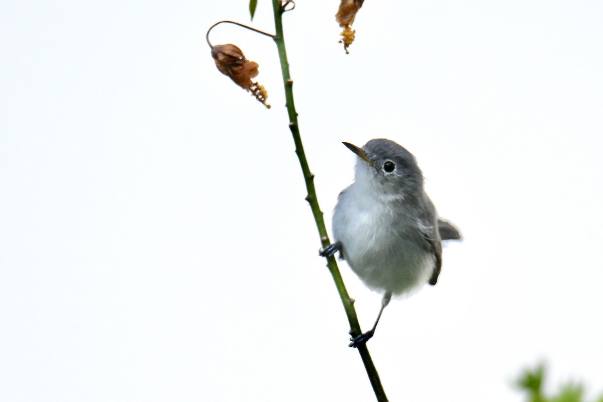 Blue-gray Gnatcatcher - ML624545943