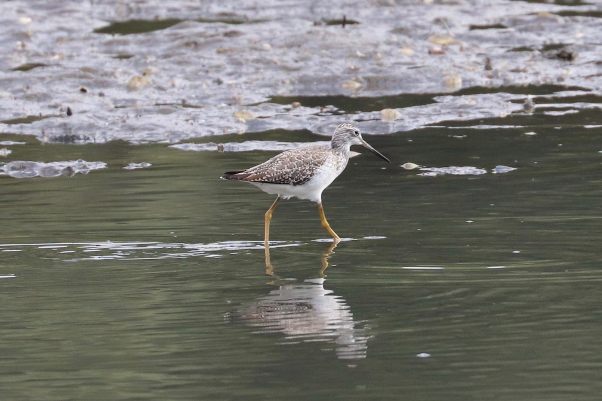 Greater Yellowlegs - Hailey Clancy