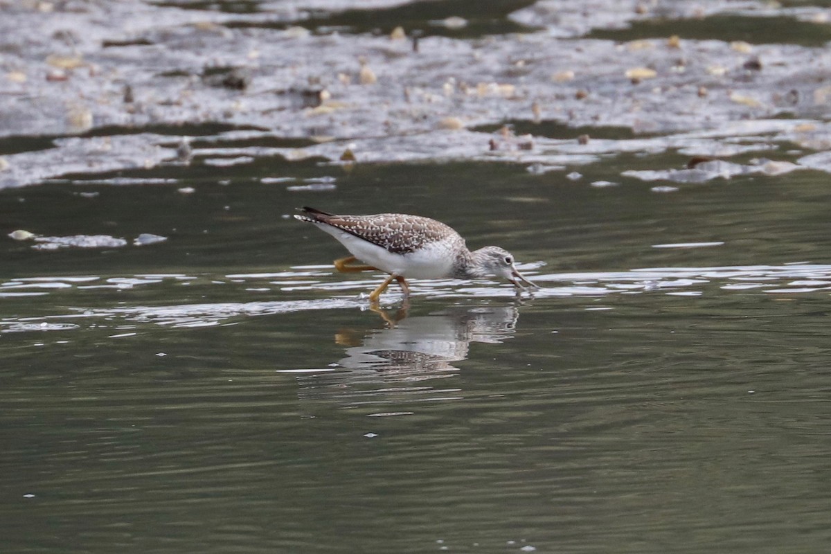 Greater Yellowlegs - ML624545945