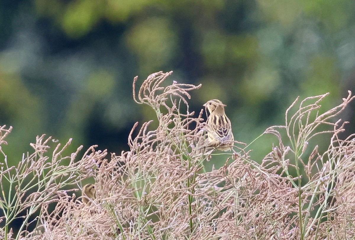 Bobolink - ML624545946