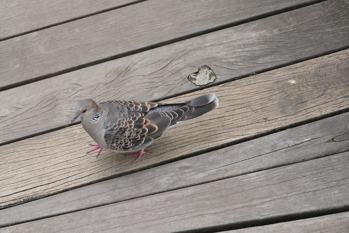 Oriental Turtle-Dove - ML624545947