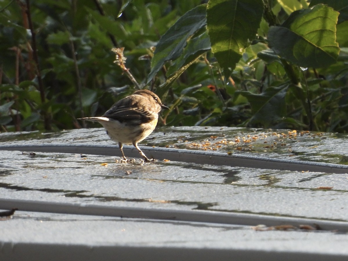 Yellow-rumped Warbler (Myrtle) - ML624545948