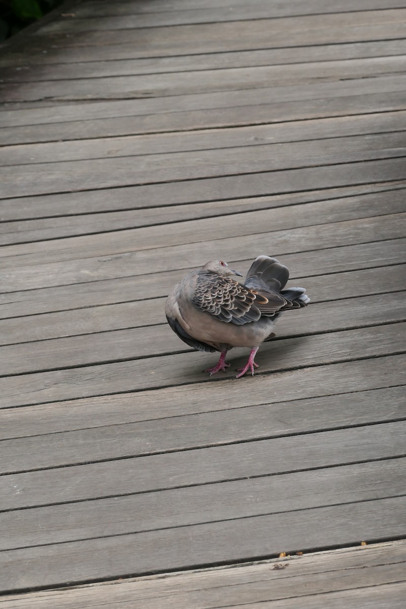 Oriental Turtle-Dove - ML624545949