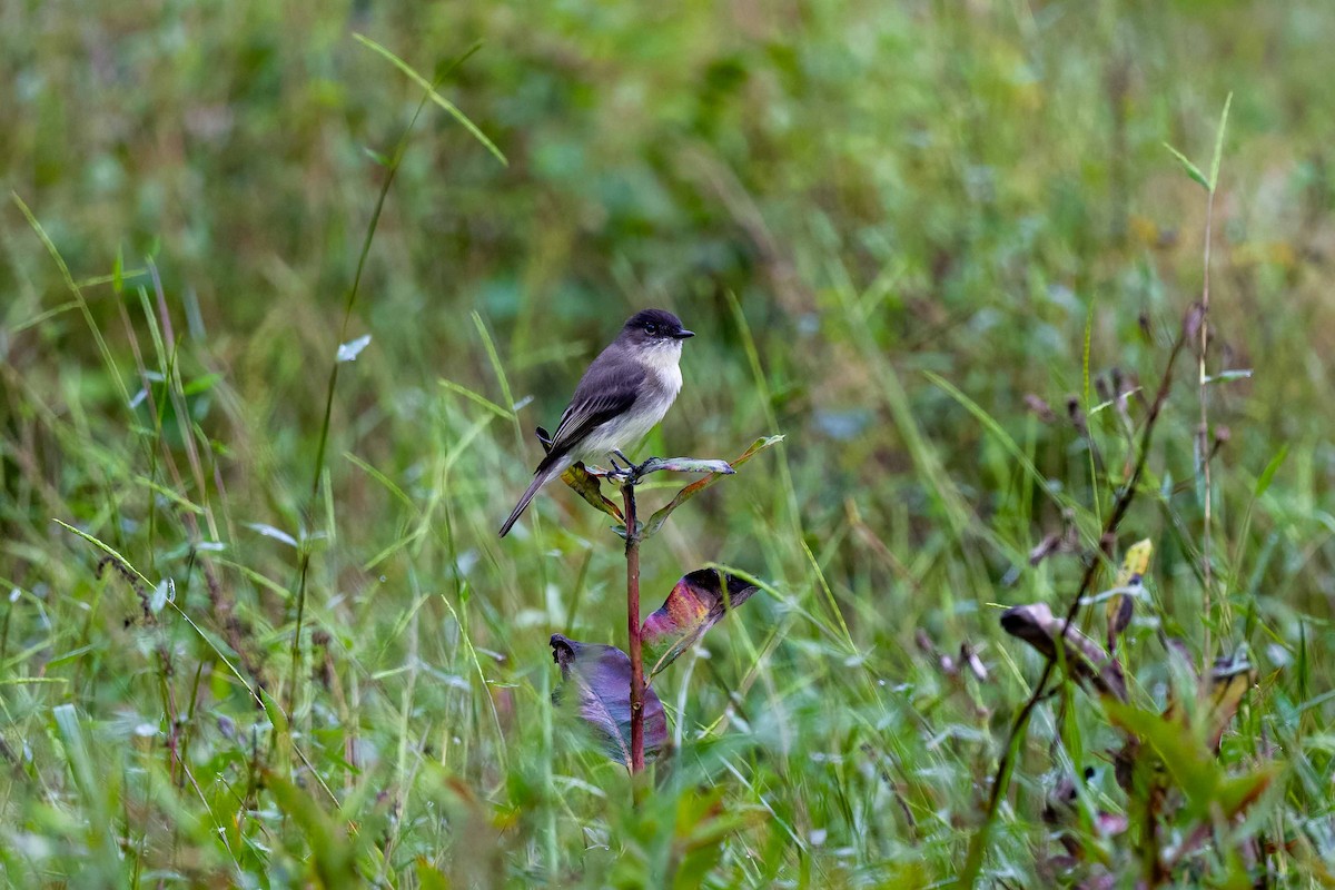 Eastern Phoebe - ML624545950