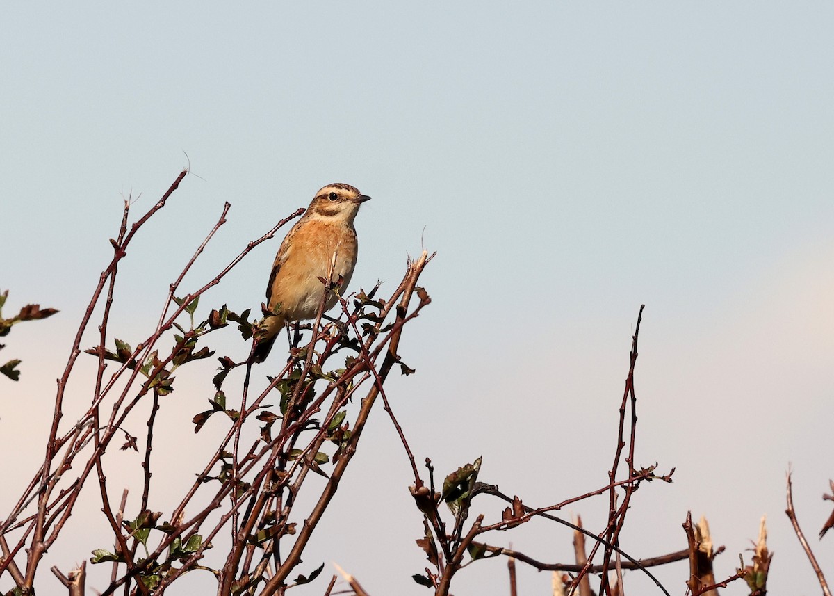 Whinchat - ML624545952