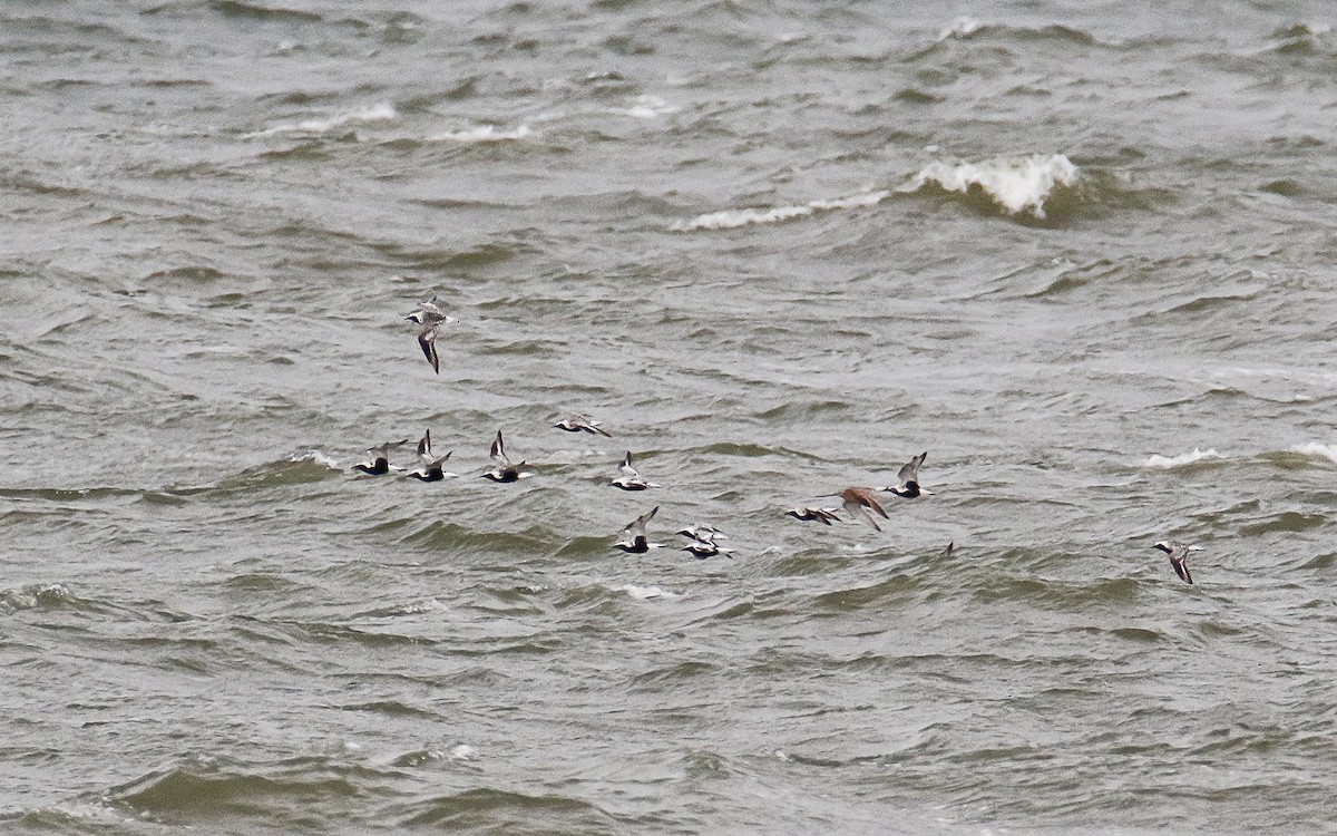 Black-bellied Plover - ML624545954