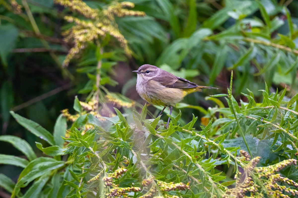 Palm Warbler - ML624545955