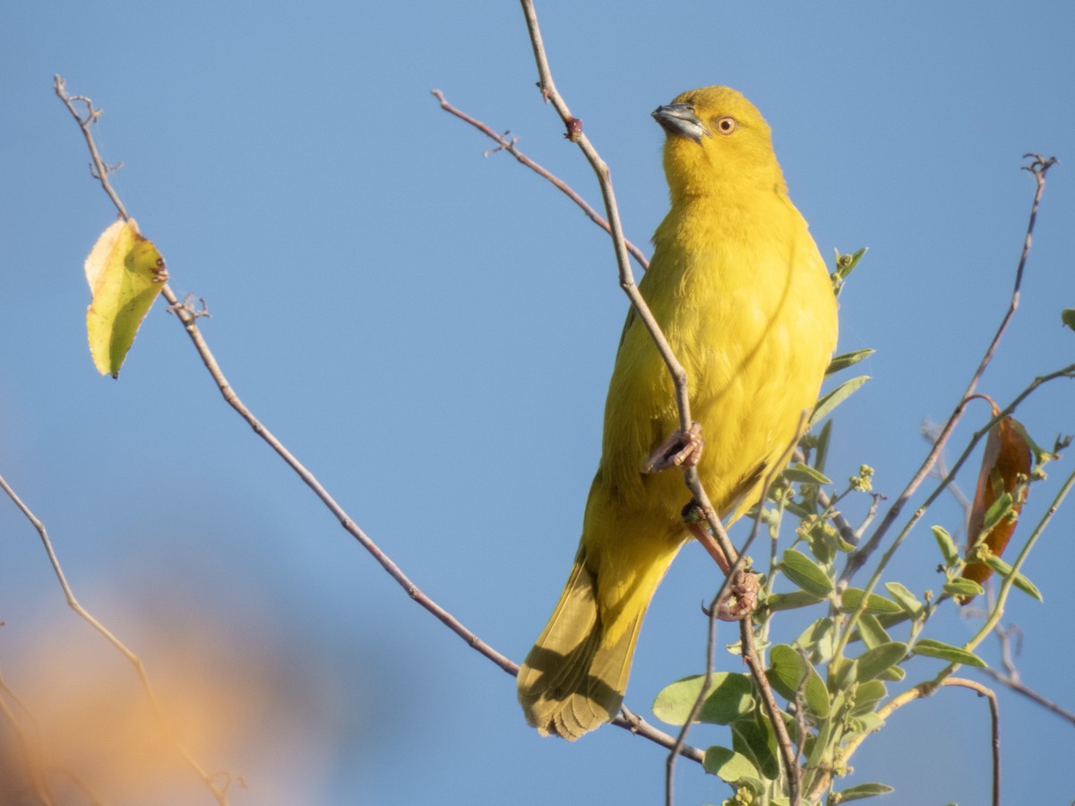 Holub's Golden-Weaver - ML624545956