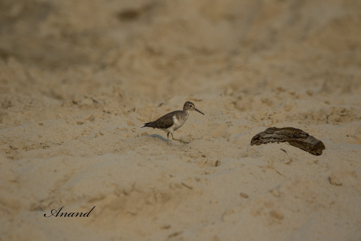 Common Sandpiper - ML624545957