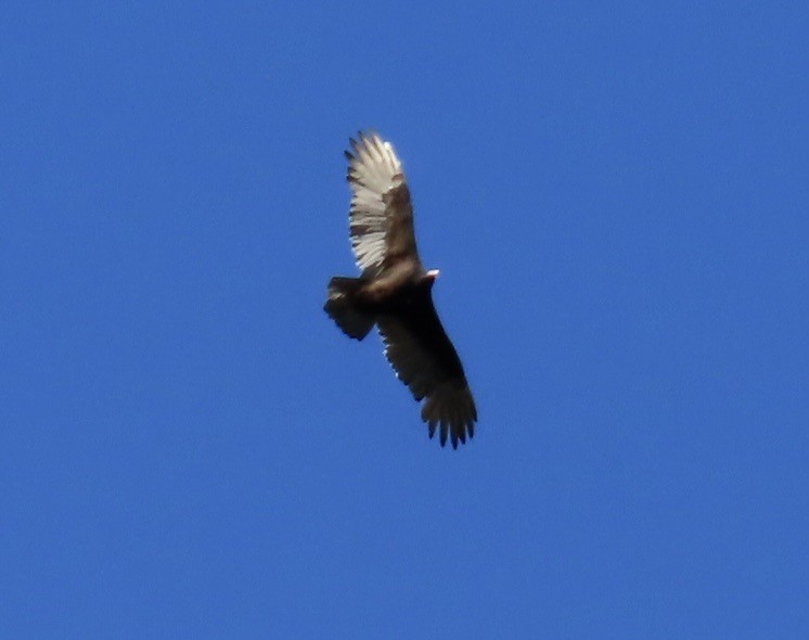 Turkey Vulture - ML624545958