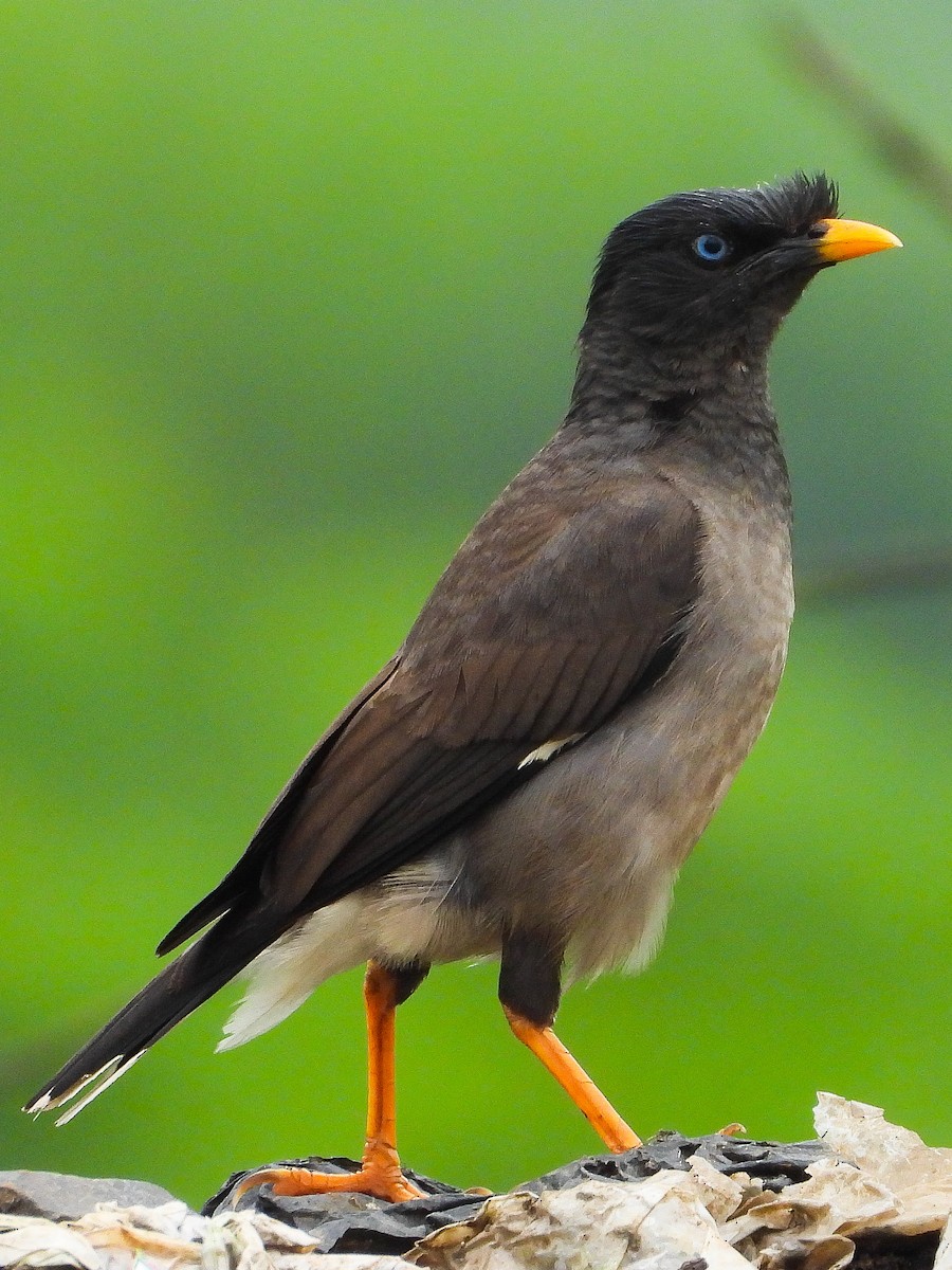 Jungle Myna - ML624545960