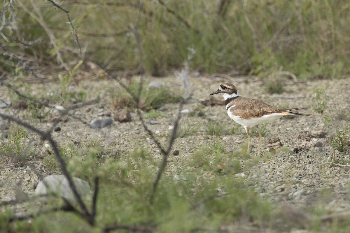 Killdeer - ML624545963