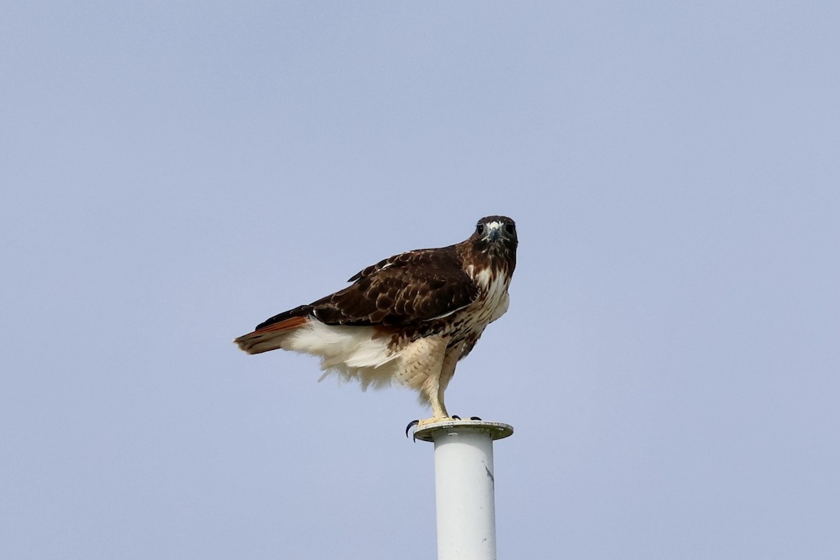 Red-tailed Hawk - ML624546002