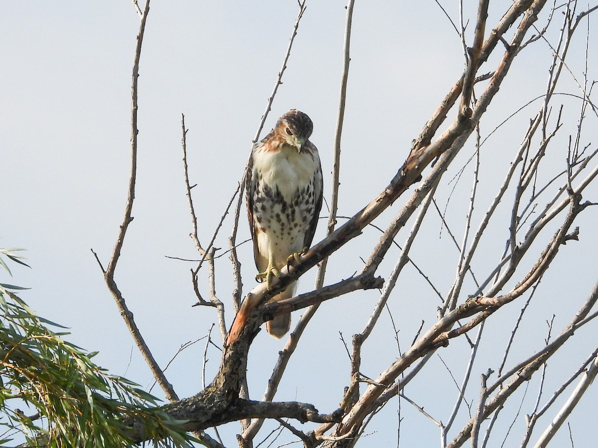 Red-tailed Hawk - ML624546046