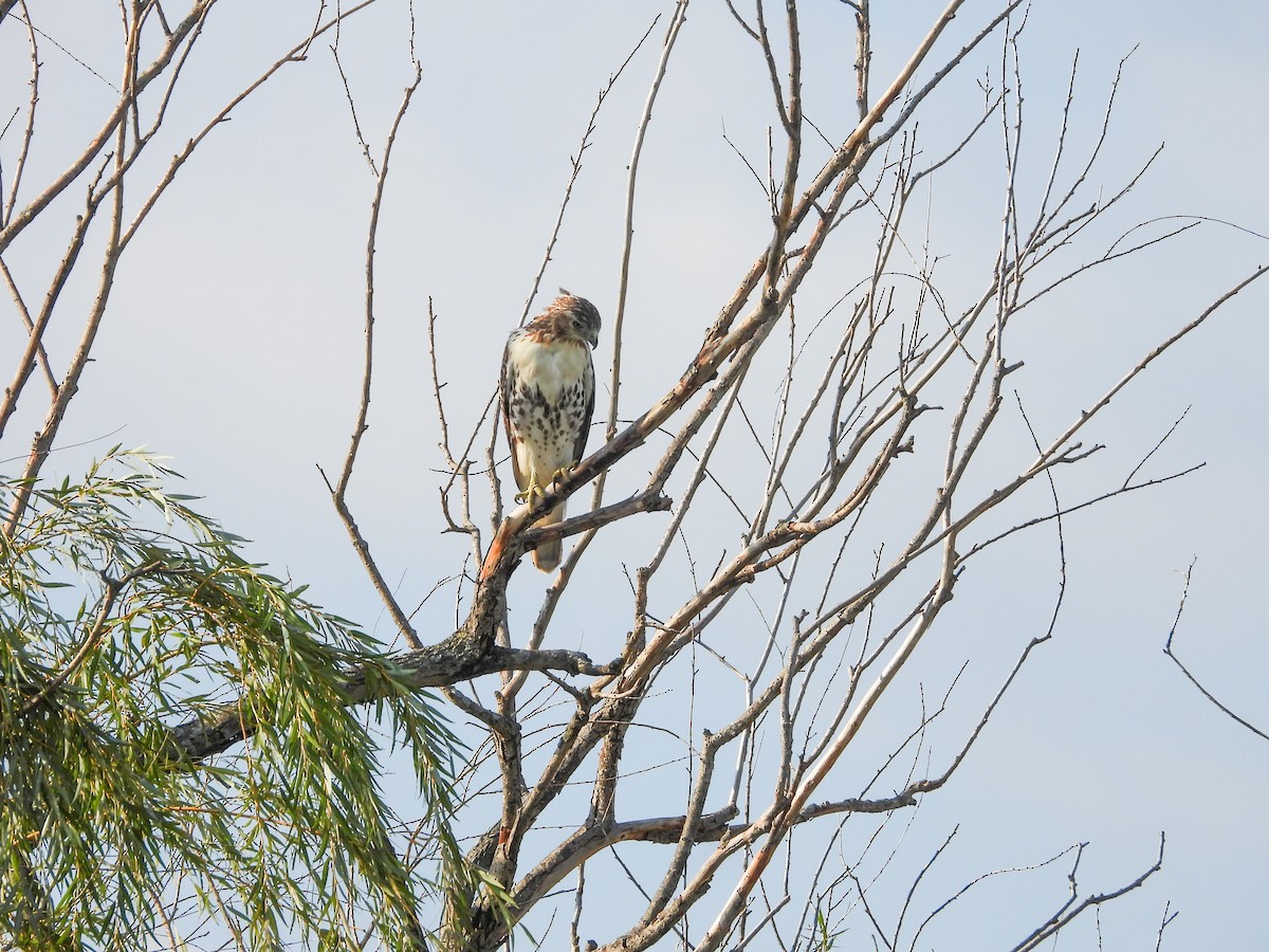 Red-tailed Hawk - ML624546047