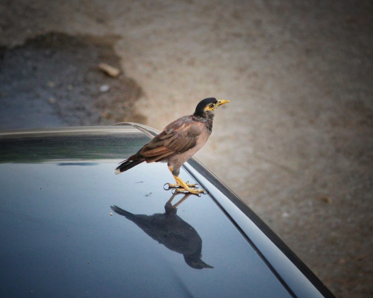 Common Myna - Divya Vaswani