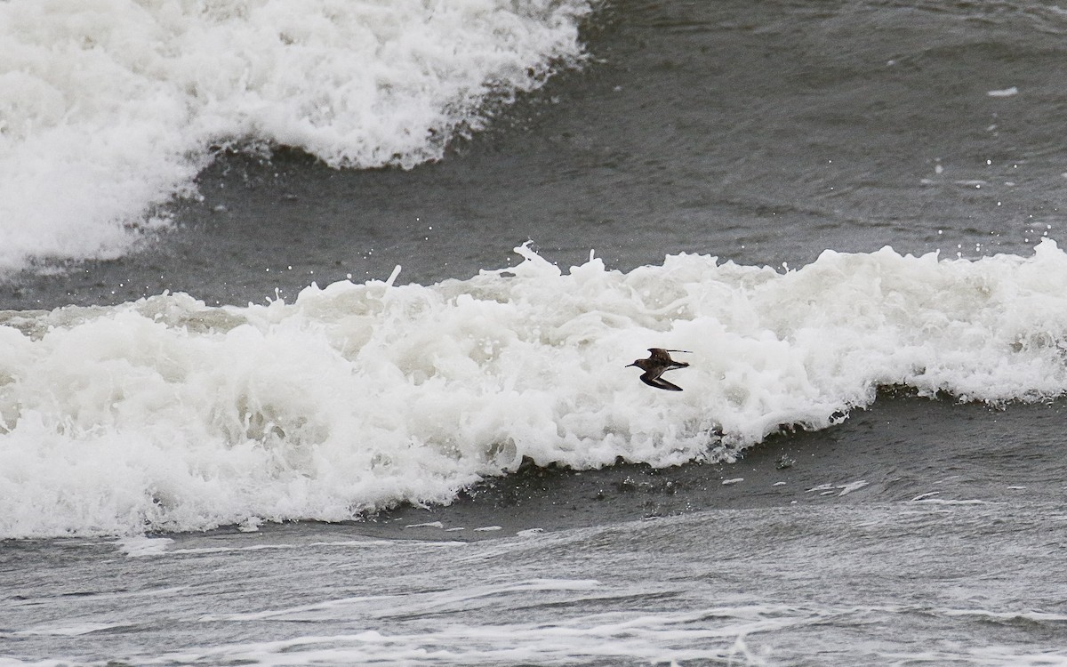 Sanderling - Uku Paal