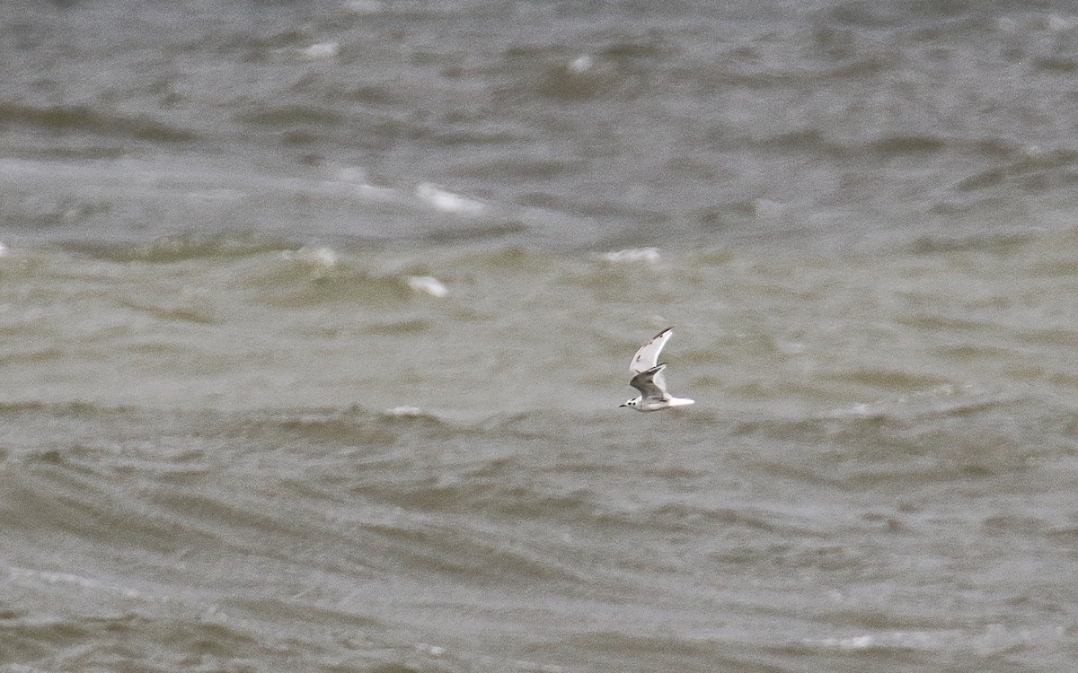 Little Gull - Uku Paal