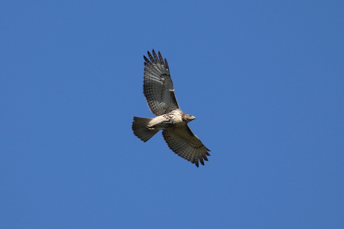 Red-tailed Hawk - ML624546133