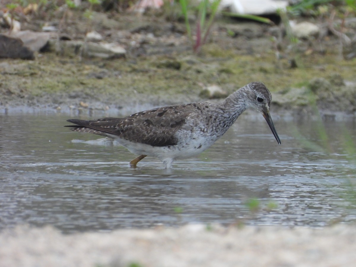 gulbeinsnipe - ML624546135