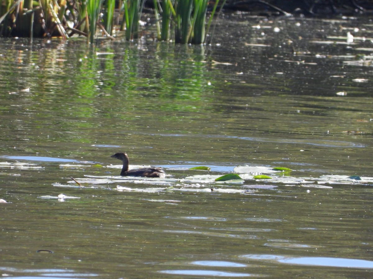 Pied-billed Grebe - ML624546139