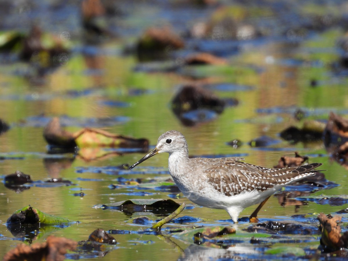 Lesser Yellowlegs - Alice Huang