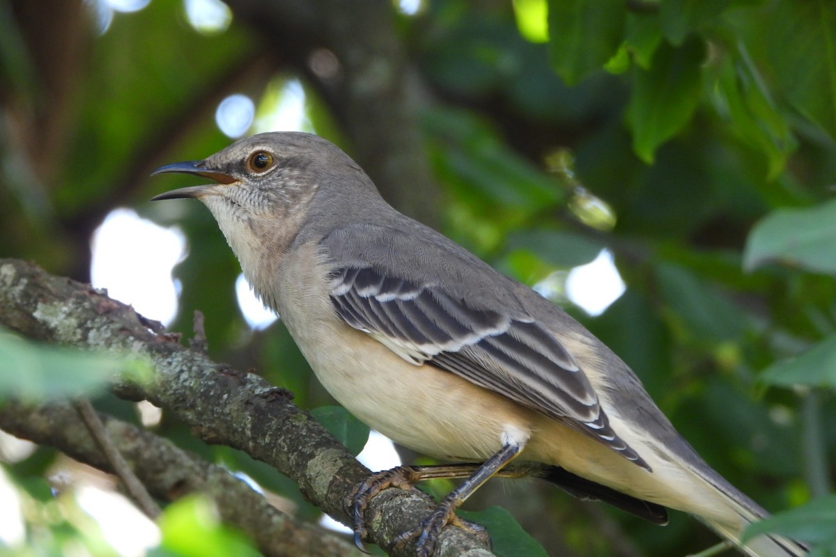 Northern Mockingbird - ML624546196