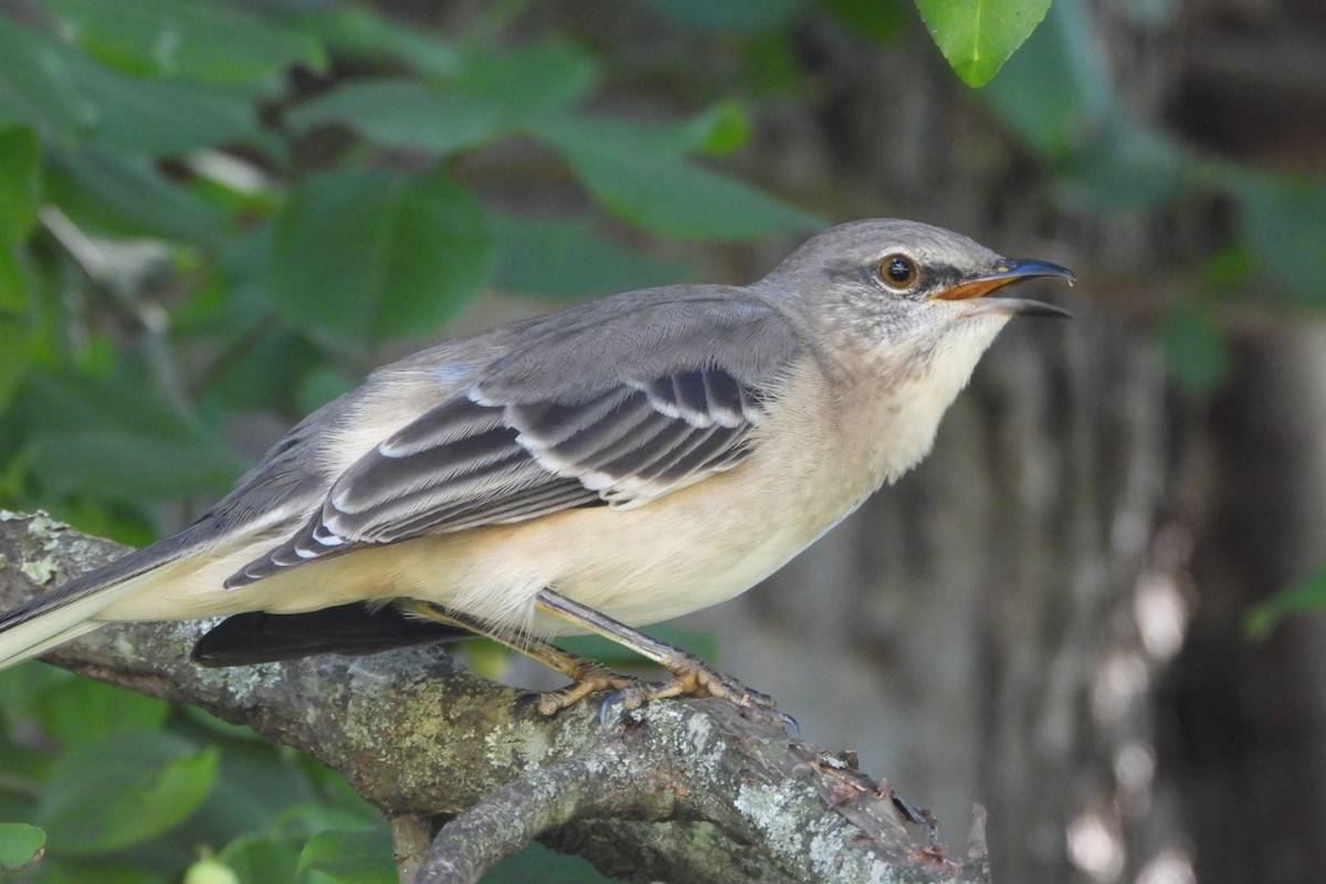 Northern Mockingbird - ML624546197