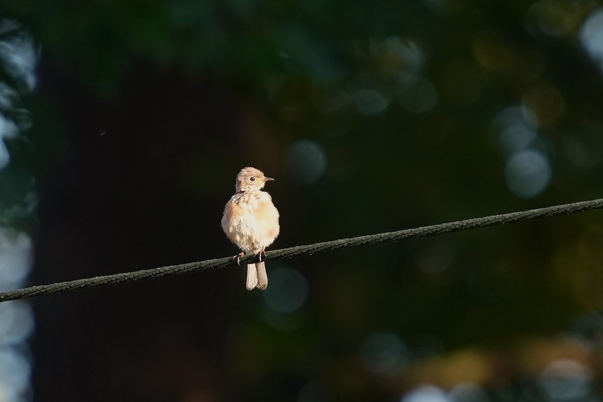 Eastern Bluebird - ML624546311