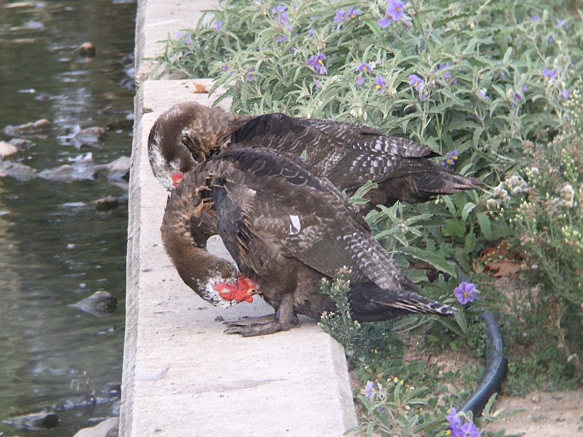 Muscovy Duck (Domestic type) - ML624546323