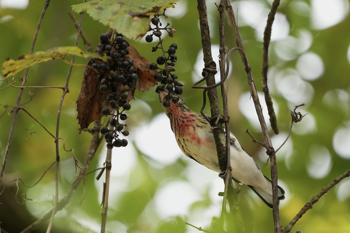 Rose-breasted Grosbeak - ML624546451
