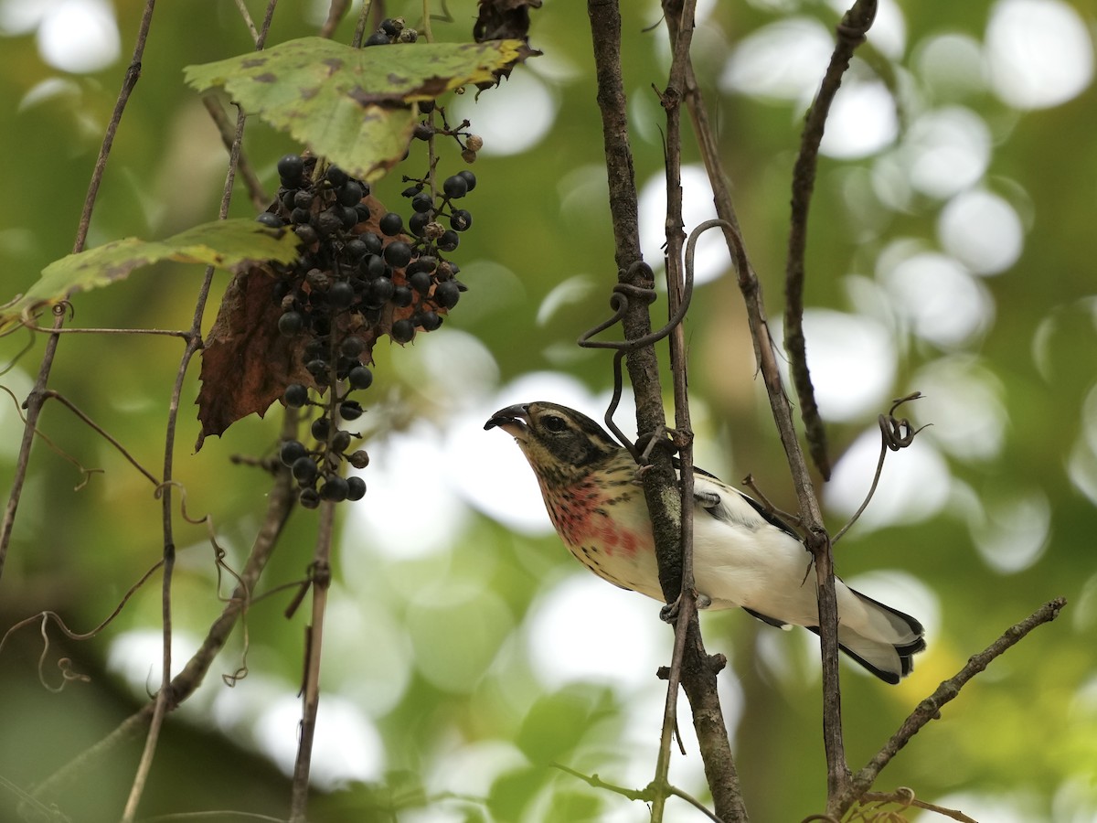 Rose-breasted Grosbeak - ML624546456