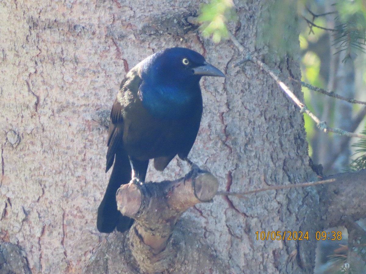 Common Grackle - gabrielle jastrebski