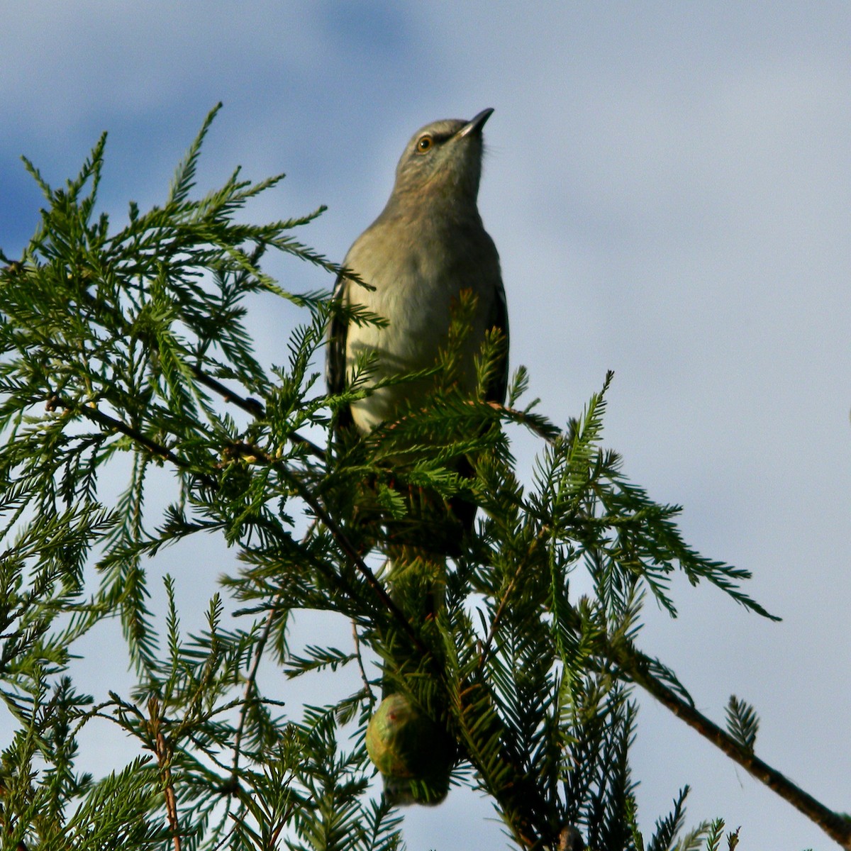 Northern Mockingbird - ML624546528