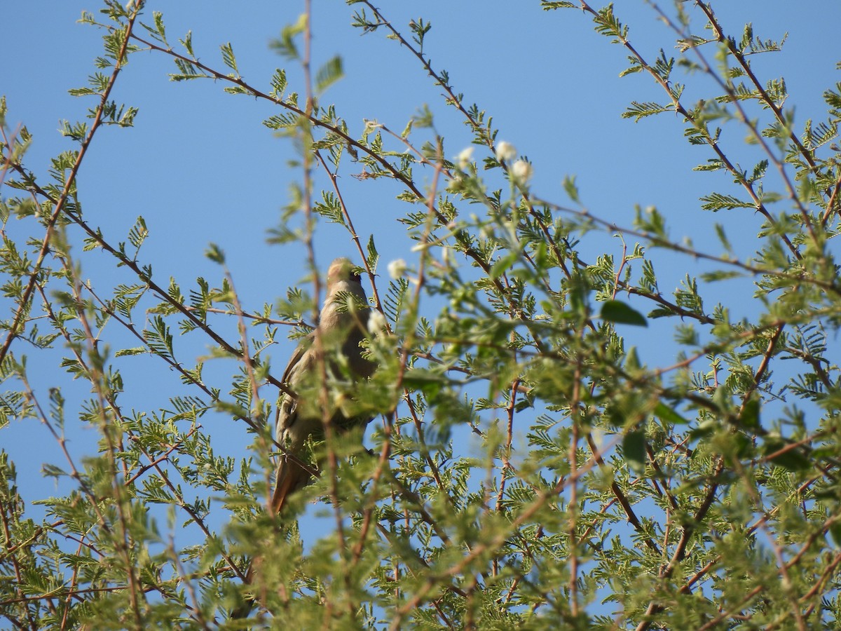 Red-faced Mousebird - Christopher B 🦆