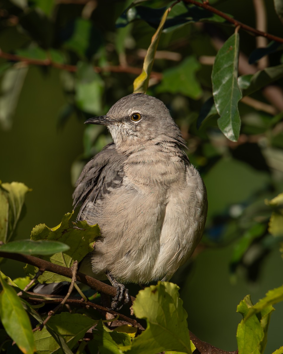 Northern Mockingbird - ML624546654