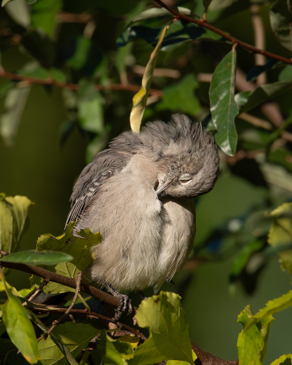 Northern Mockingbird - ML624546664