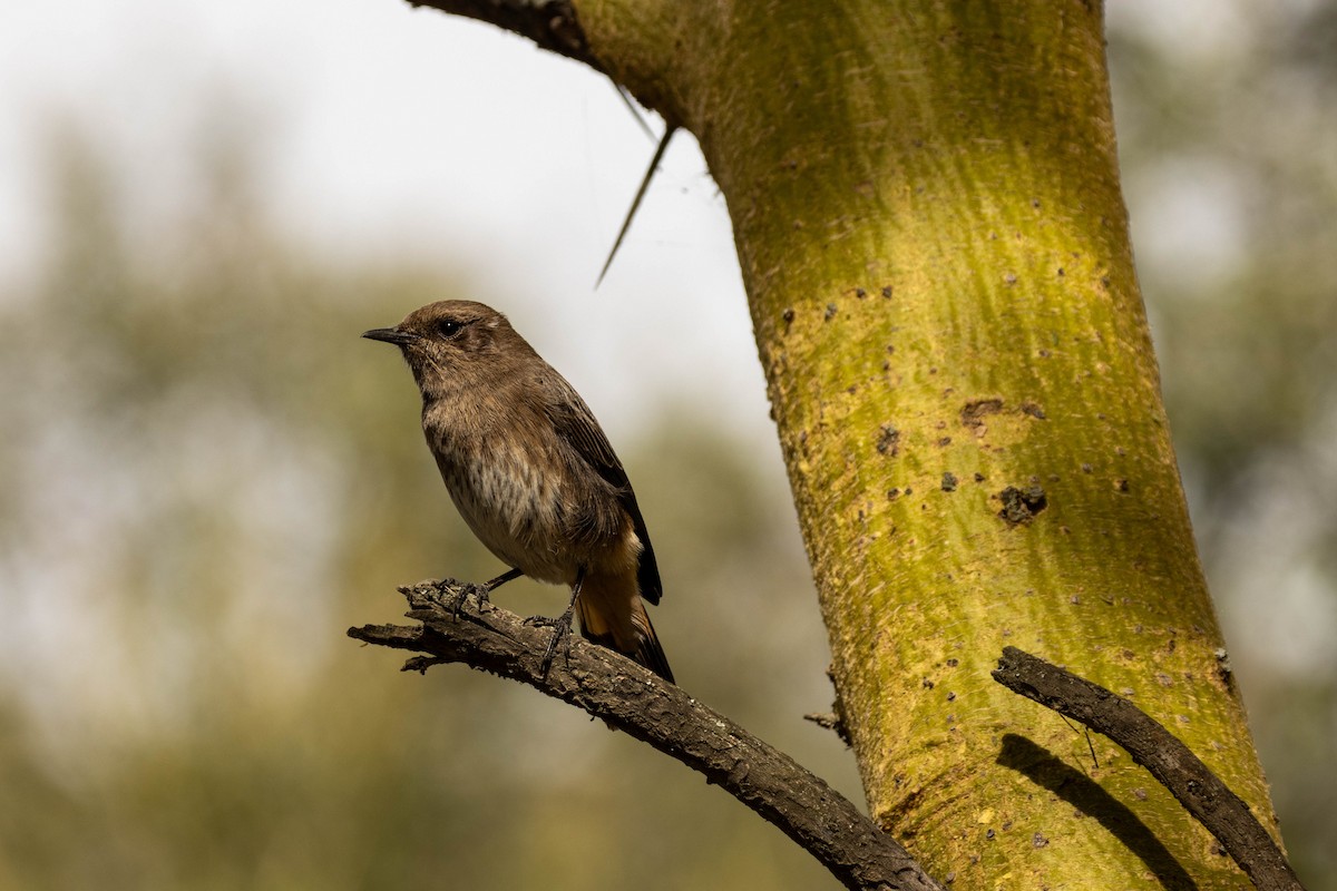 Abyssinian Wheatear - Gonzalo Lopez Gonzalez