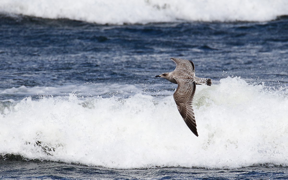 Silbermöwe (argentatus/argenteus) - ML624546838