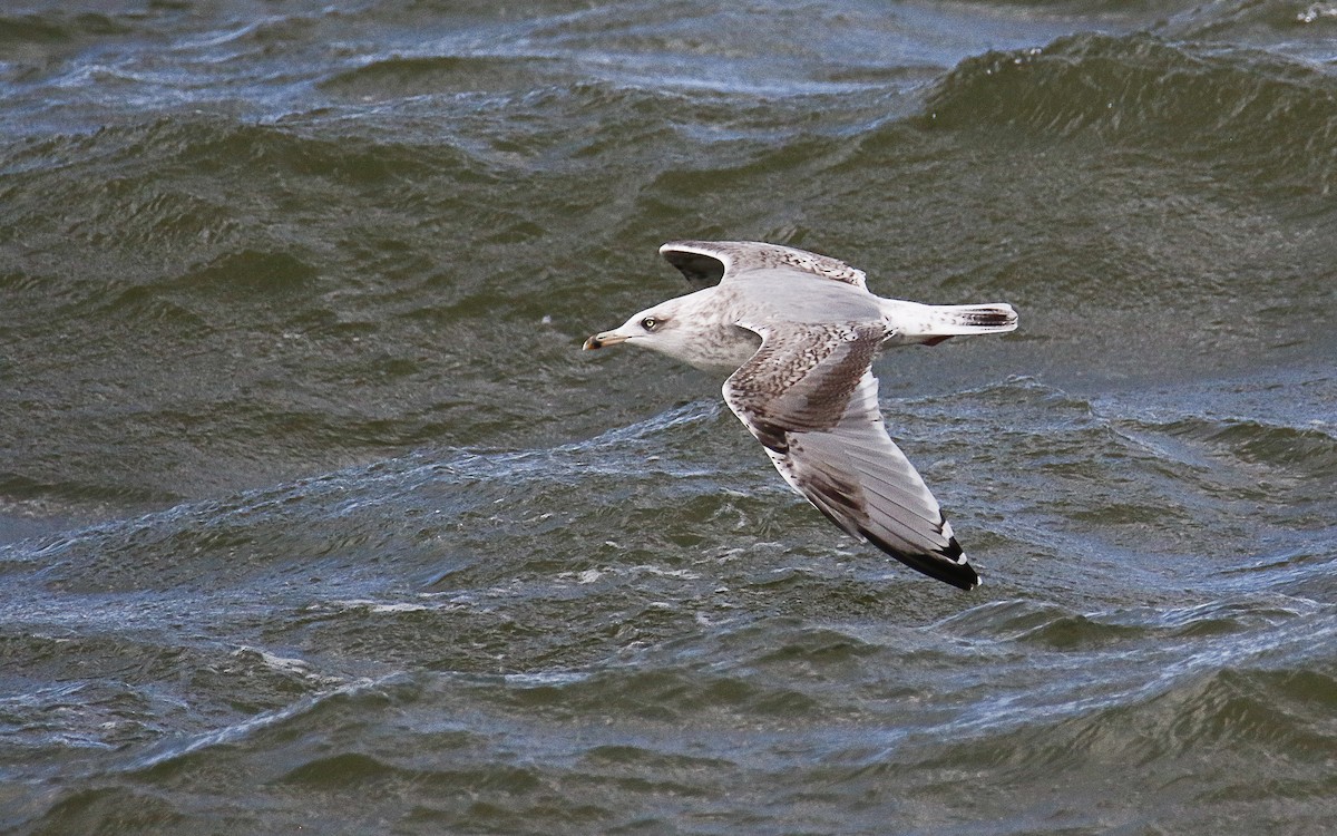 Silbermöwe (argentatus/argenteus) - ML624546839