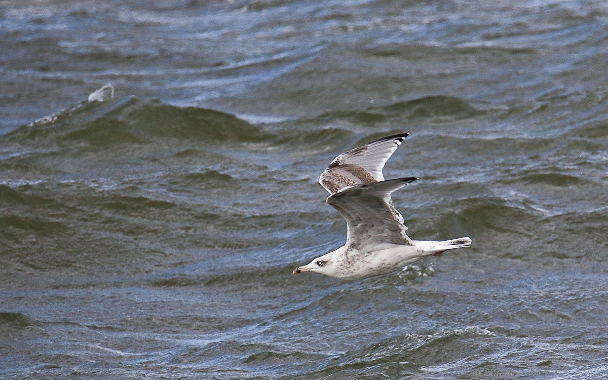 Silbermöwe (argentatus/argenteus) - ML624546840