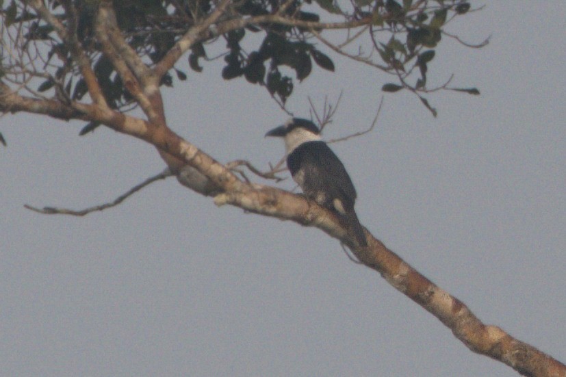 White-necked Puffbird - Soham Mehta