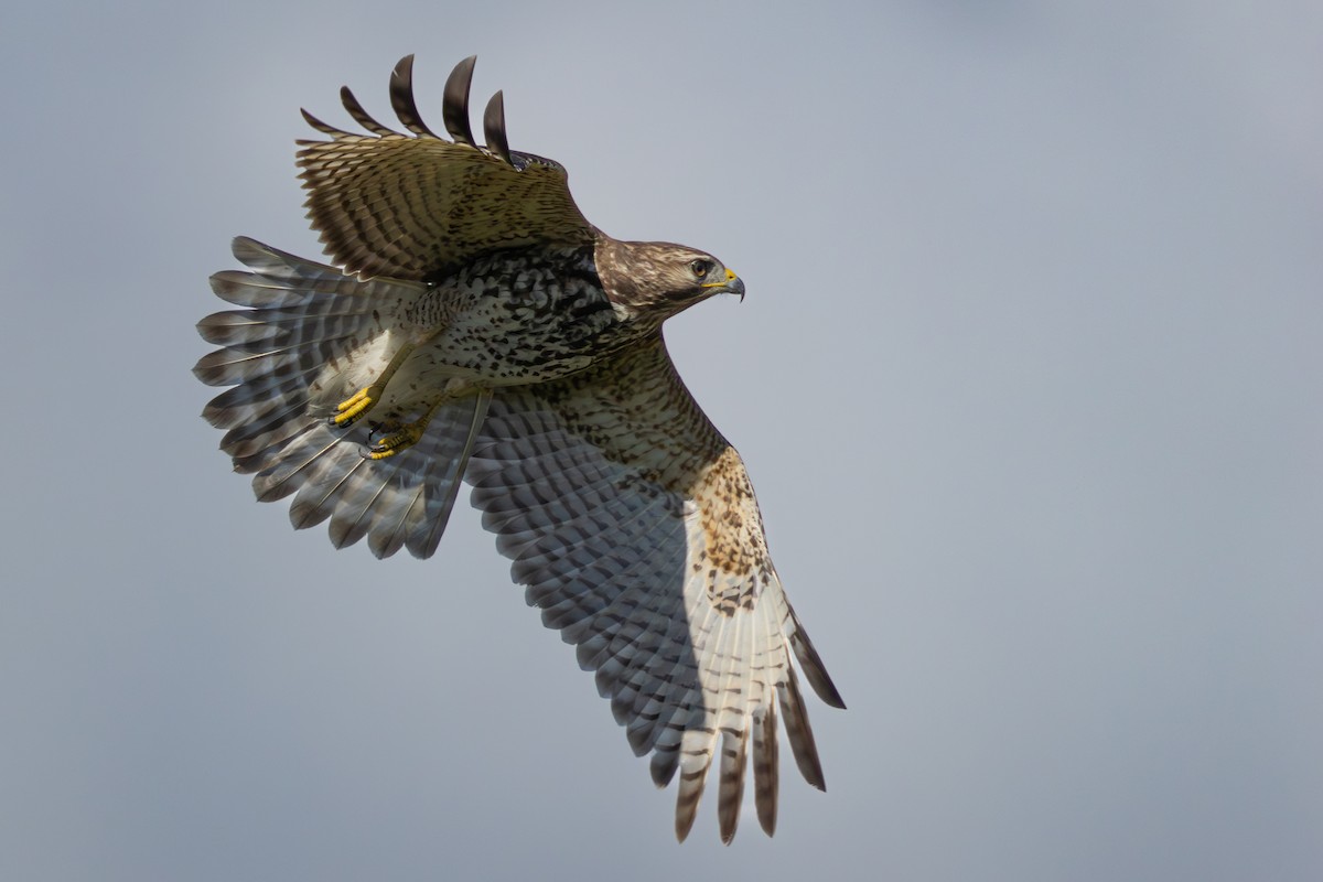 Red-tailed Hawk - ML624546860